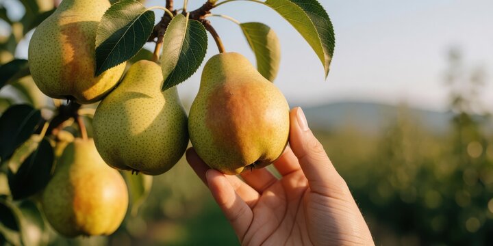 Close up of a human hand picking ripe pears on a branch in an orchard during harvest season for healthy eating