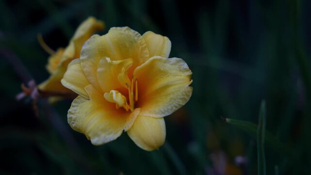 Slow horizontal camera pan from right to left across a vibrant yellow bell-shaped flower, capturing its intricate details and soft bokeh background.