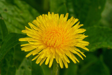 Close up of vibrant yellow Dandelion, Taraxacum officinale bloom against a soft green background, capturing spring's fresh arrival © Henk