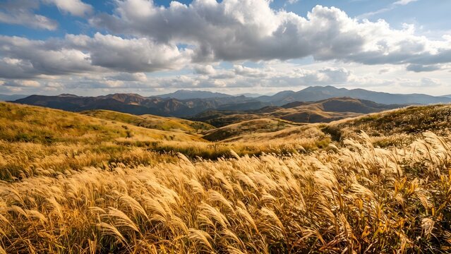 Golden Silver Grass in an Autumn Highland with Mountain Range and Dramatic Clouds