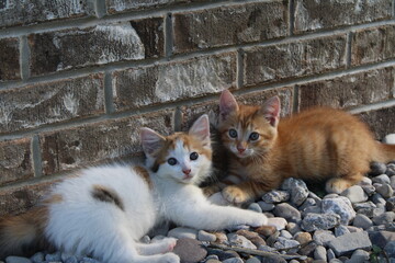 Two kittens resting against a brick wall © HH Homestead