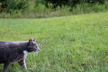 Prowling gray cat in the field © HH Homestead