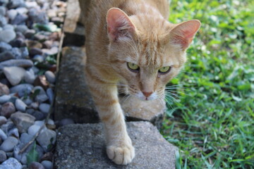 Orange cat looking at the camera © HH Homestead