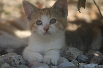 Calico kitten in shade © HH Homestead