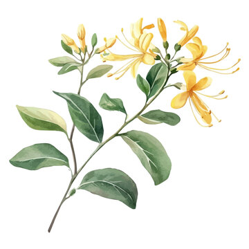 Honeysuckle Branch, colorful watercolor painting with bold outlines, isolated on a white background.