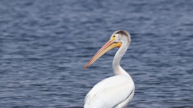 American white pelican &ndash; detailed close-up of the head and bill.