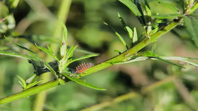 Detailed video of a ladybug larva feeding on aphids on a green plant stem. Natural biological pest control in a garden and wild environment. Video of Ladybug Larva on Aphid-Infested Plant.