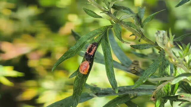 Detailed video of a ladybug larva feeding on aphids on a green plant stem. Natural biological pest control in a garden and wild environment. Video of Ladybug Larva on Aphid-Infested Plant.
