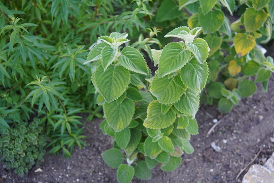 A detailed close-up of Plectranthus &lsquo;Mount Carbine&rsquo;, an ornamental, lemon-scented foliage plant with attractive variegated leaves.