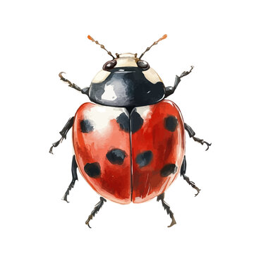 Ladybug, beautiful watercolor illustration, isolated on a white background, soft and delicate colors.