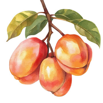 Ackee, high quality watercolor, isolated on a white background, vibrant details.