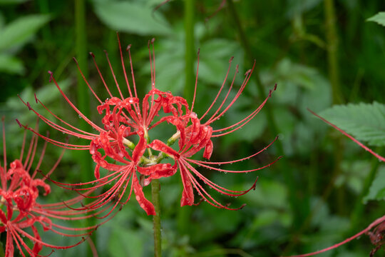 Beautiful Red Spider Lily with Dewdrops in Green Nature