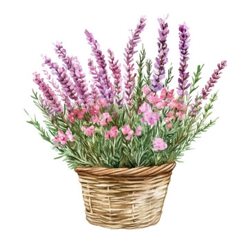 Heather Bouquet In A Basket, beautiful watercolor illustration with vivid colors and detailed vector style, isolated on a white background.