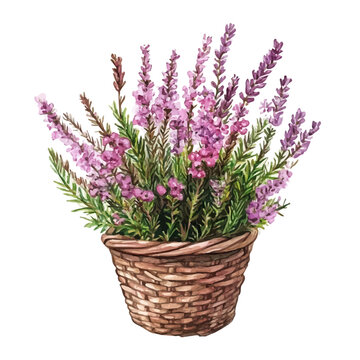 Heather Bouquet In A Basket, beautiful watercolor illustration with vivid colors and detailed vector style, isolated on a white background.