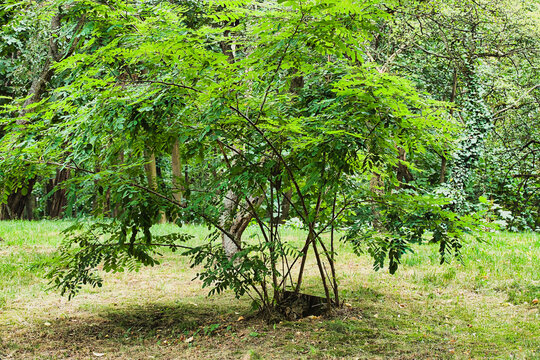 Black locust, a shrub growing in the park in summer