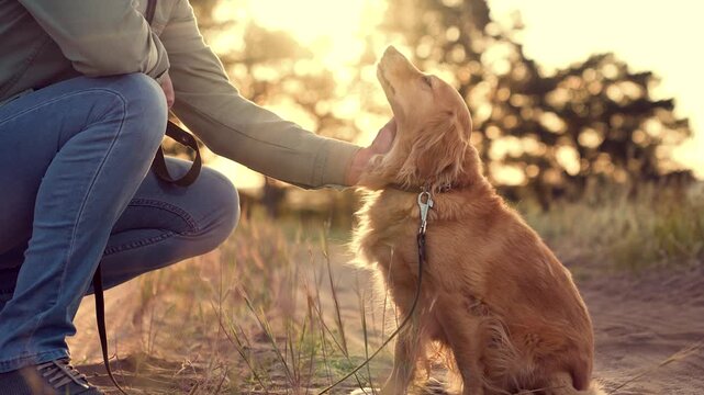 Man strokes muzzle of cocker spaniel dog sitting on park road man tames stroking red cocker spaniel dog in summer park man owner strokes purebred dog companion in sunset field on vacation closeup
