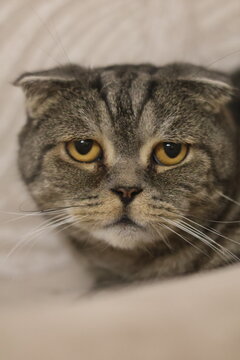 portrait of a cat