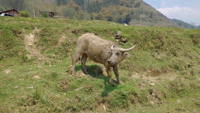 Young water buffalo grazing on a green hillside in Sa Pa countryside, Vietnam.