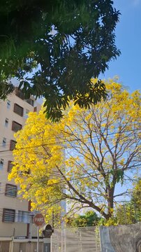 Arvore de ip&ecirc; amarelo em Teresina