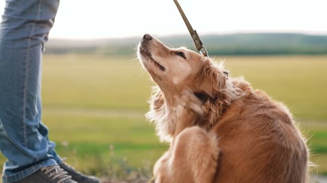 Fluffy cocker spaniel dog scratches side by paw and cleans belly sitting near owner feet in green field man walks cute dog in wild park funny spaniel dog with owner in rural park on vacation closeup