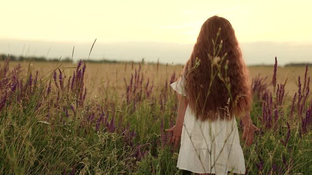Calm little girl walks stroking grass along field at sunset time backside view. Adorable little girl explores nature in rural field on holiday. Little girl plays walking along summer field on weekend