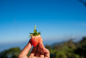 Red strawberry hand holding berry. Berry Fruit garden freshness juicy ingredient. Farmer picking strawberry in hand blue sky backgrounds. Organic farm harvesting strawberry plant agricultural outdoor © aFotostock