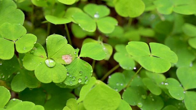 Green clover field with dew drops