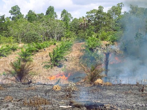 Forest and land fires occurred in an oil palm plantation area. The incident was triggered by extreme temperatures during the dry season and uncontrolled land-clearing activities.