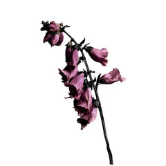 Dried purple bell flowers on dark stem, moody gothic botanical © Diana Vyshniakova