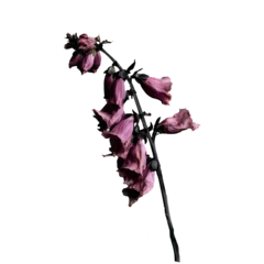 Dried purple bell flowers on dark stem, moody gothic botanical © Diana Vyshniakova
