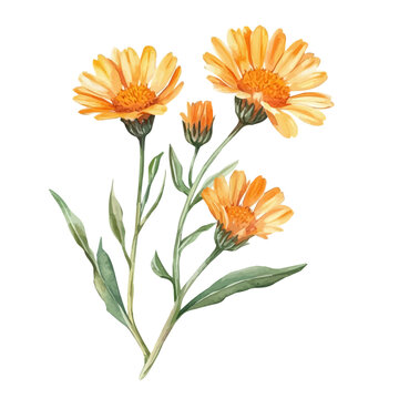 Calendula Branch, vibrant watercolor vector illustration with flowing and detailed brush strokes, isolated on a white background.