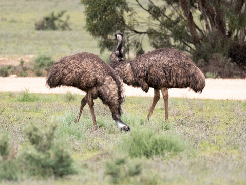 Side view of two emus grazing in grassland
