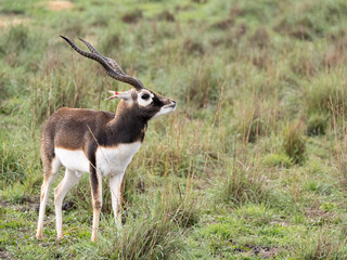 A blackbuck (Antilope cervicapra) standing in grassland © Sharon