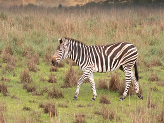 A zebra walking in grassland © Sharon