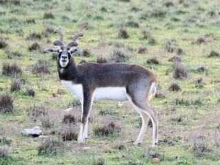A blackbuck (Antilope cervicapra) standing in grassland © Sharon