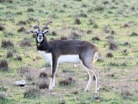 A blackbuck (Antilope cervicapra) standing in grassland