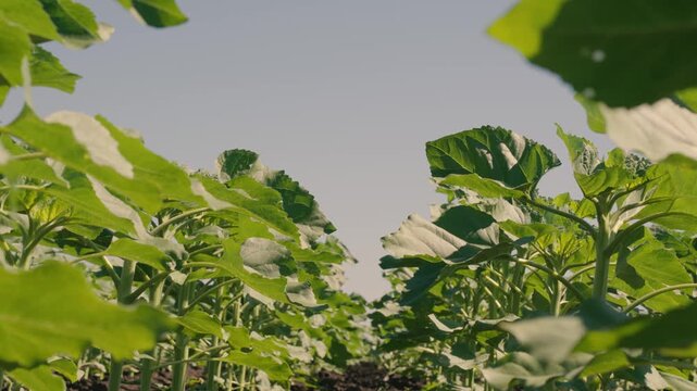 farming, agricultural area of ukraine, agriculture business concept sunlight, rows young, agriculture business concept lifestyle, organic green sunflower sprouts, ecology concept
