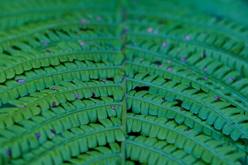 Bright green fern leaves in a natural setting during the day © Serhii
