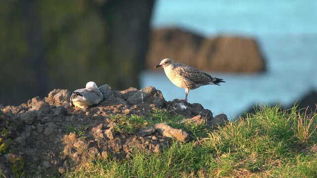 Seagull on coastal rock shelters a chick practicing first flight beside the sea in wild terrain.