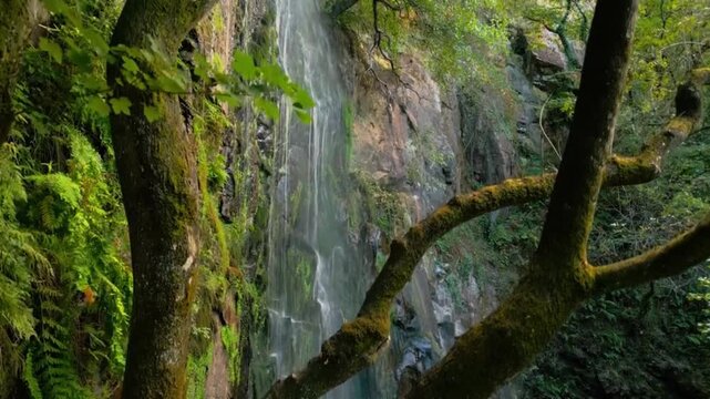 Waterfall cascading down mossy rock wall frame by green tree branches