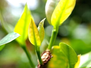 Close up shot of fresh yellow green young leaves growing with bright sunlight and soft blurred natural foliage background. © Rextta