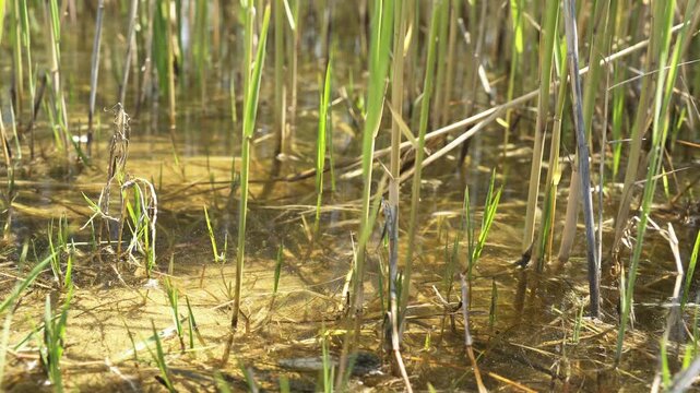 Reeds and grasses along a quiet lakeshore form wetland texture beside still freshwater.