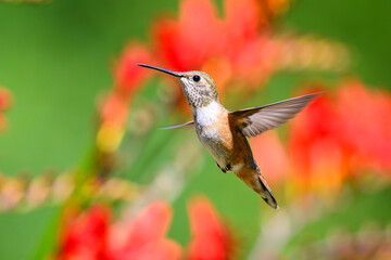 Obraz premium Rufous hummingbird selasphorus rufus hovering with out of focus crocosmia red flowers in summer