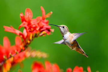 Obraz premium Rufous hummingbird selasphorus rufus hovering in profile with out of focus crocosmia red flowers in summer