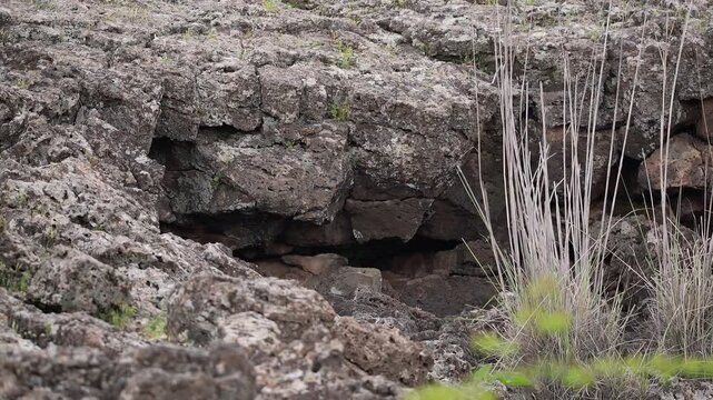 Volcanic cave ceiling shows porous basalt rocks and lava texture inside an ancient chamber.