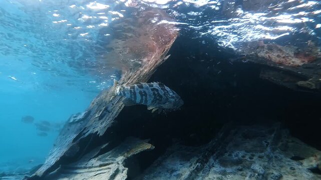 Slow motion video of a potato cod swimming around the HMAS Protector shipwreck at Heron Island on the Great Barrier Reef.
