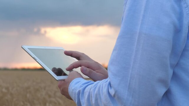 agriculture concept. close up man working hand tablet digital. wheat field sunset. wheat business. close up hand tablet. agriculture summer. engineer server. work digital tablet.