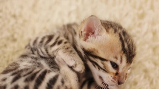 Tiny newborn Bengal kitten sleeping peacefully on a soft cream wool blanket 4k video footage showing exquisite fur pattern details and delicate movements of the paws