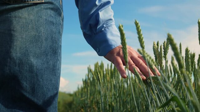 Farmer hand touching wheat field, Man walking in green wheat field, Agriculture and nature concept, Close-up of hand above crops, Blue sky and golden field, Summer rural landscape, Natural farming