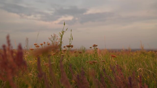 Summer field at sunset, scenic countryside landscape, wildflowers in the meadow, evening sky with clouds, peaceful rural view, tranquil nature background, green grass and distant horizon, soft pastel